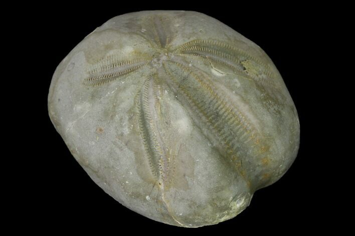 Cretaceous Urchin (Mecaster) Fossil #152754